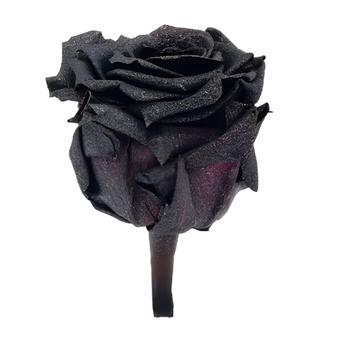 Preserved Metalized Silver Intense Rose