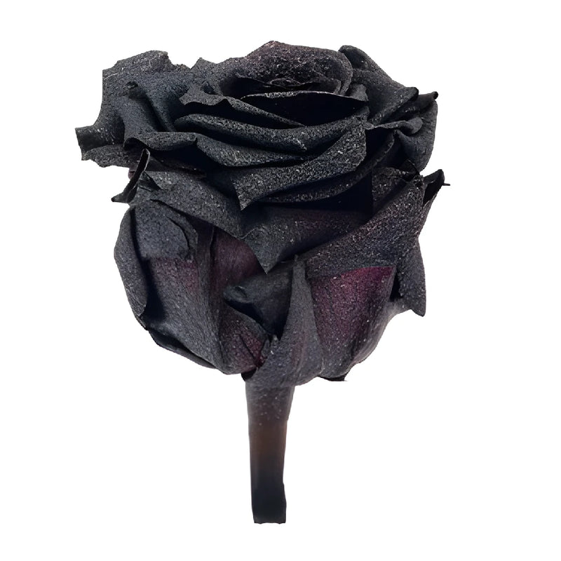 Preserved Metalized Silver Intense Rose