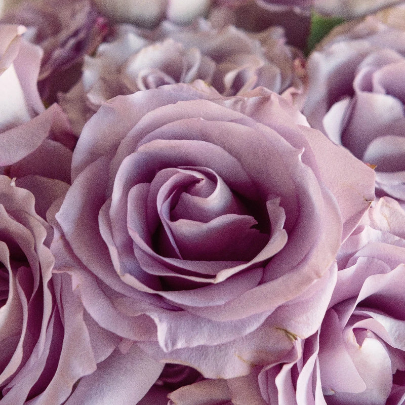 Mignon Close Up - Image