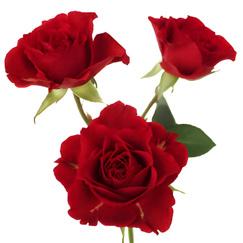 Mikado Light Red Spray Rose Stem