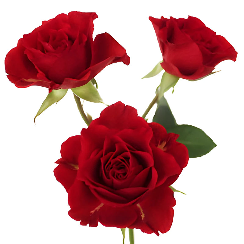Mikado Light Red Spray Rose Stem