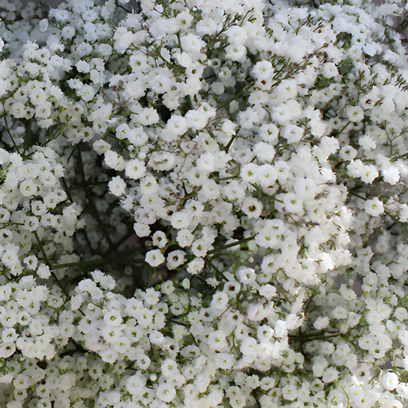 Bulk Baby's Breath Flower Million Star