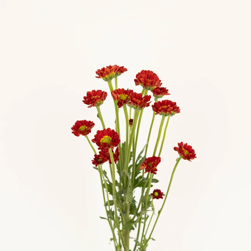 Mini Cheerful Orange Santini Stem - Image
