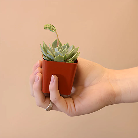 Save The California Succulent Growers DIY Flower Kit