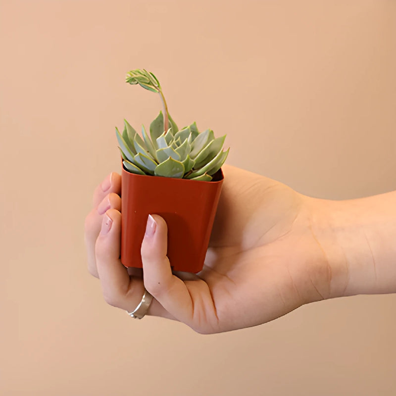 Save The California Succulent Growers DIY Flower Kit