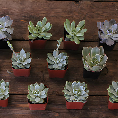 Save The California Succulent Growers DIY Flower Kit