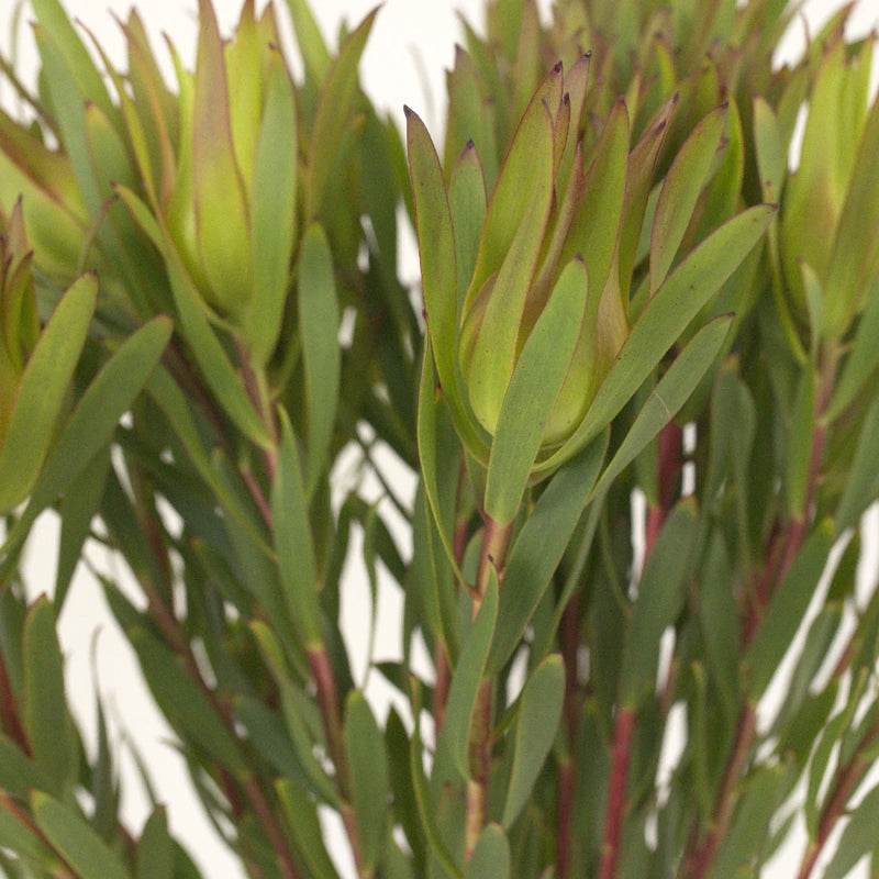 Mini Sandstorm Leucadendron Close Up - Image