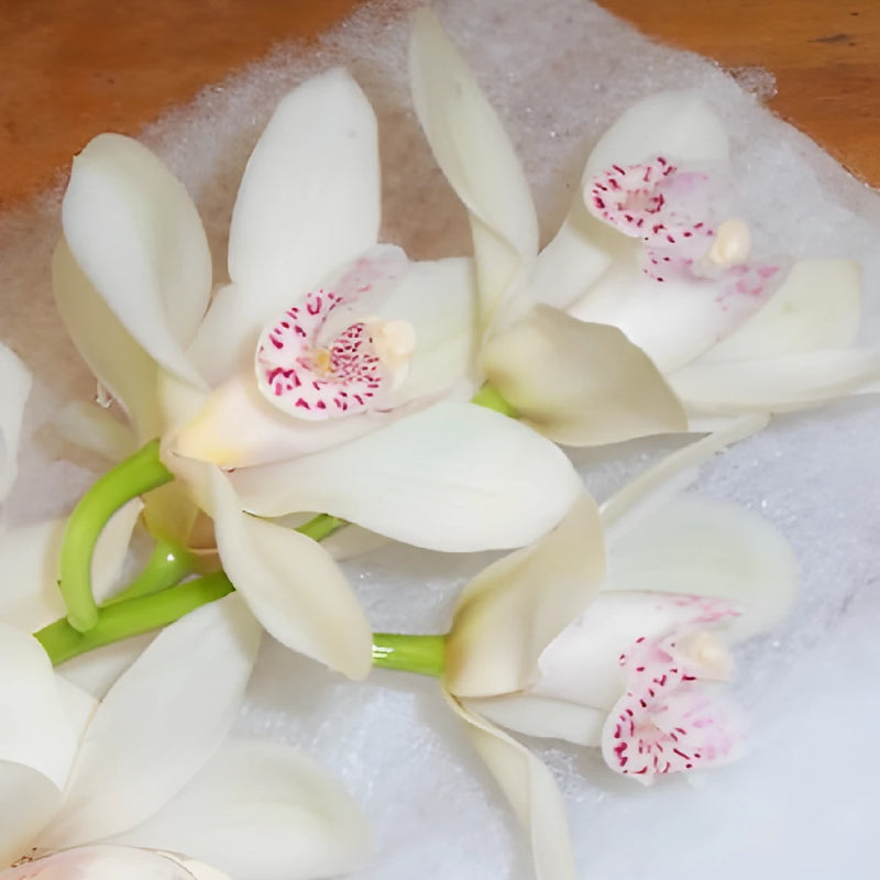 White Flower Mini Cymbidium Orchids