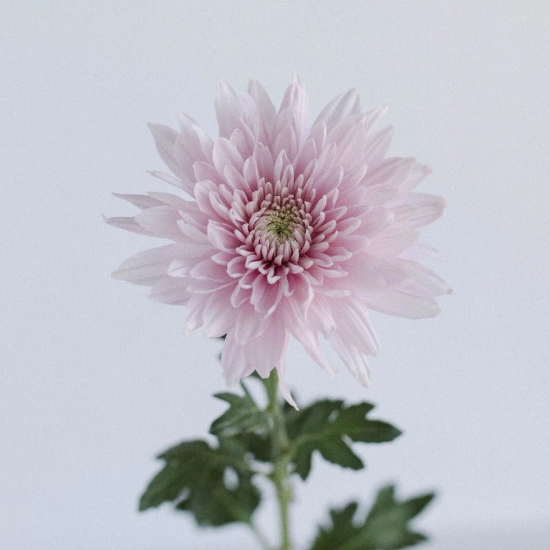 Misty Mauve Cremon Flower Stem - Image