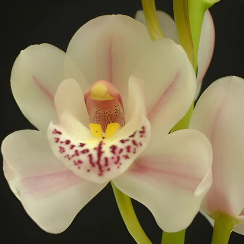 Creamy Blush Mini Cymbidium Orchids