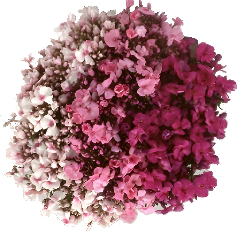 Light Pink Phlox Flowers