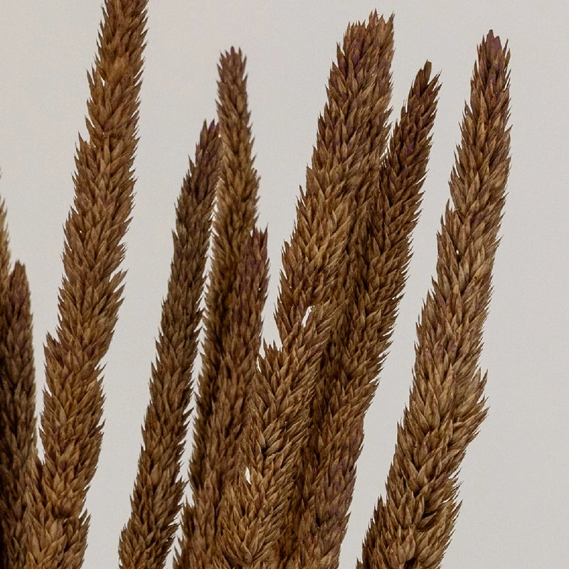 Mocha Dried Typha Grass Close Up - Image