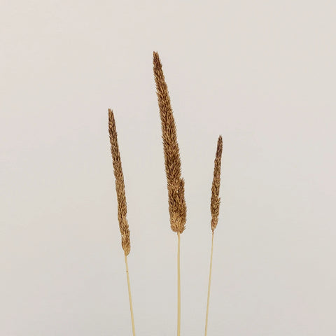 Mocha Dried Typha Grass Stem - Image