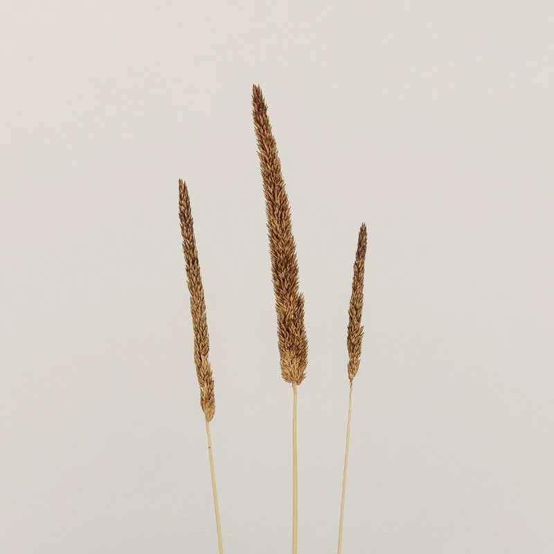 Mocha Dried Typha Grass Stem - Image
