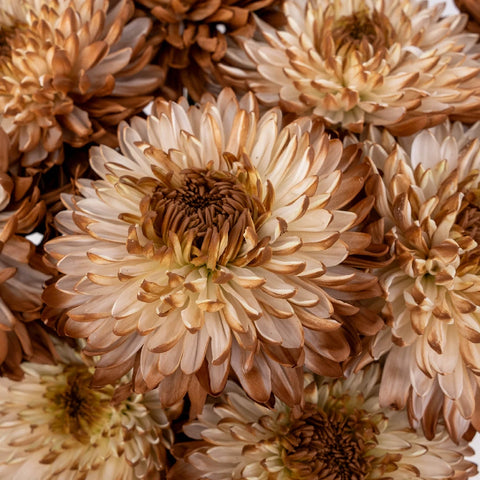 Mocha Mousse Cremon Mum Close Up - Image