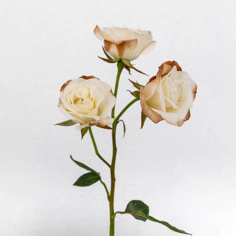 Mocha Mousse Ivory Spray Roses Stem - Image