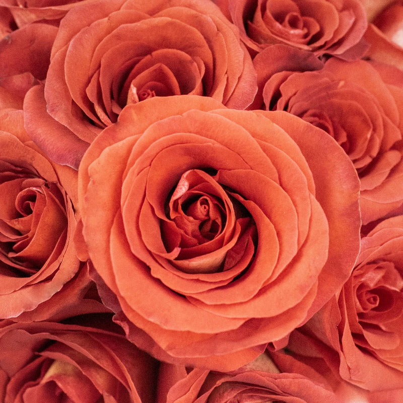 Mosaico Red Roses Up Close