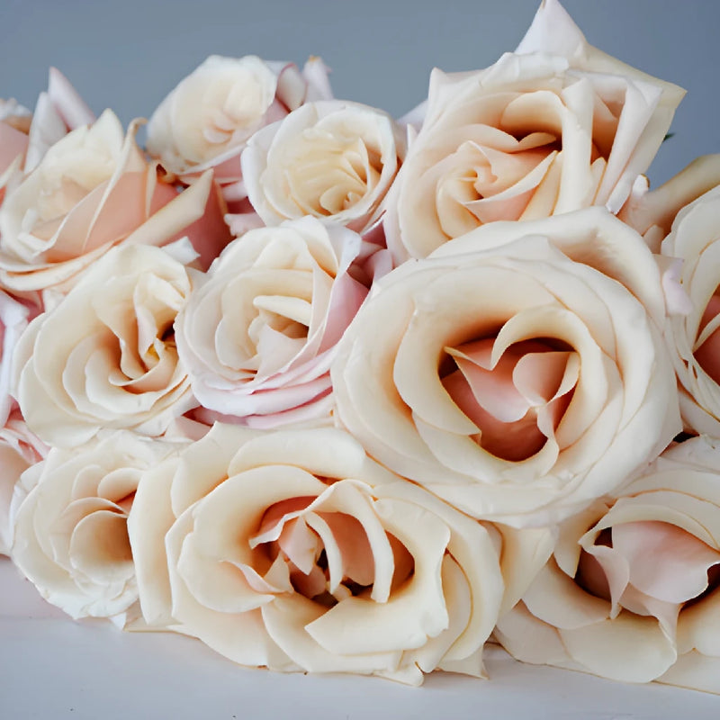 Buy Roses Near Me