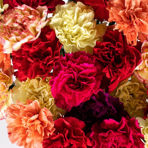 Mother's Day Mixed Color Carnation Flowers Express Delivery Close Up - Image