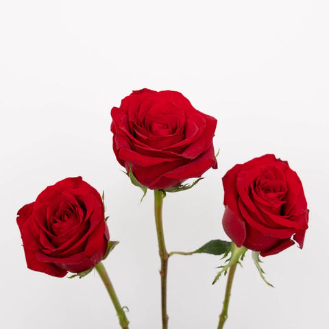 Mothers Day Red Roses Special Stem - Image