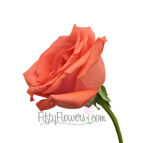 Movie Star Rose