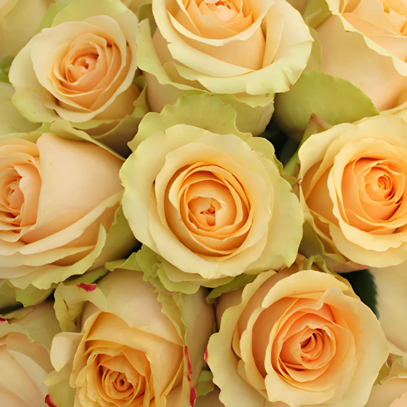 Antique Peach Rose