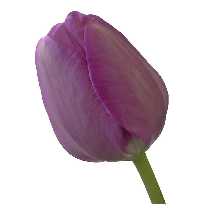 Tulips Wholesale Flower Up close