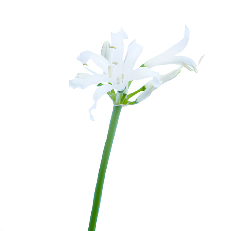 Snow White Nerine Flowers