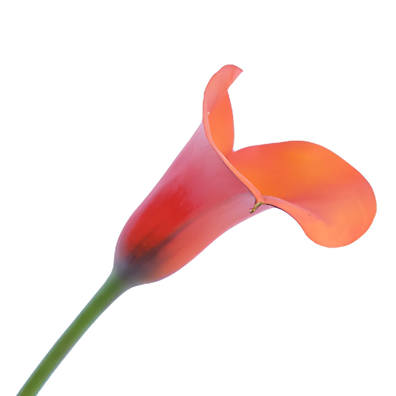 Mango Mini Calla Lily Flower