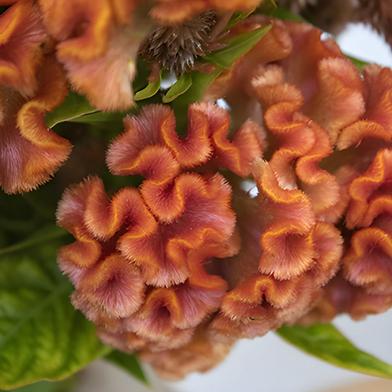 Orange Cockscomb Celosia Flowers