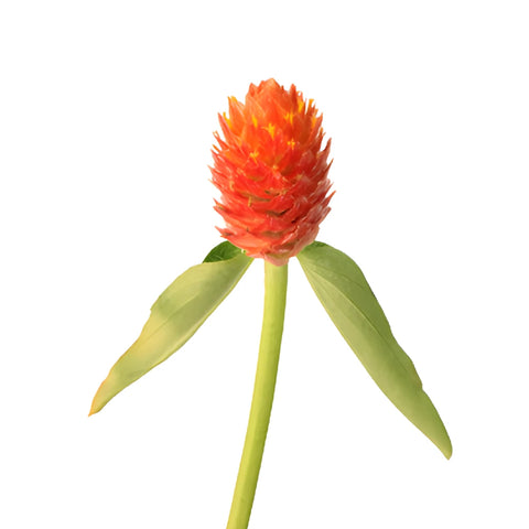 Orange Globosa Gomphrena Flowers