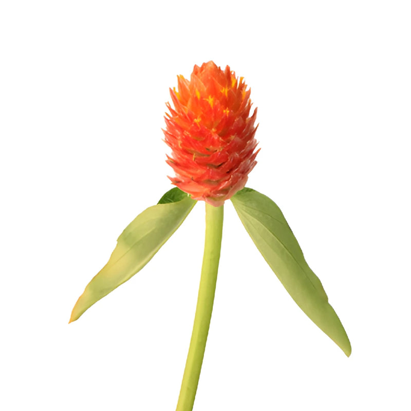 Orange Globosa Gomphrena Flowers