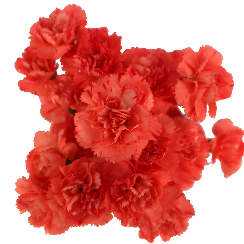 Orange Mini Carnation Flowers Up Close