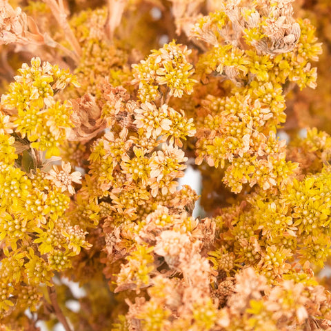 Peachy Orange Tinted Solidago Wildflower