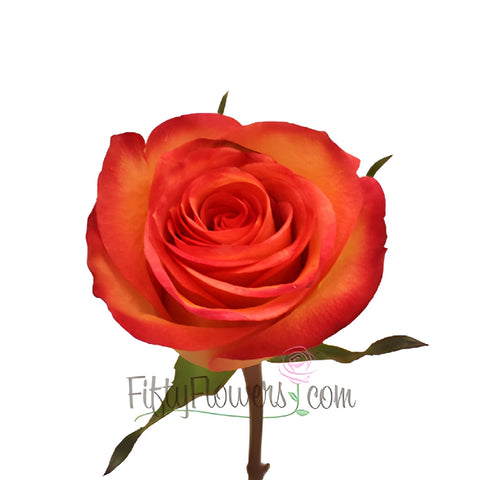 Orange Sunset Fidji Rose Stem