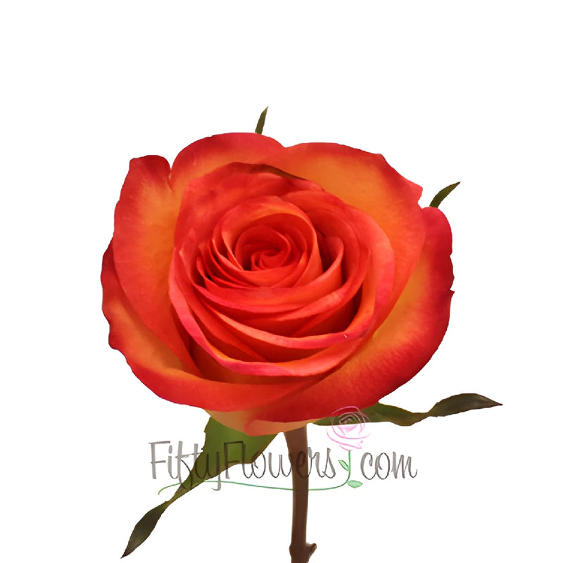 Orange Sunset Fidji Rose Stem