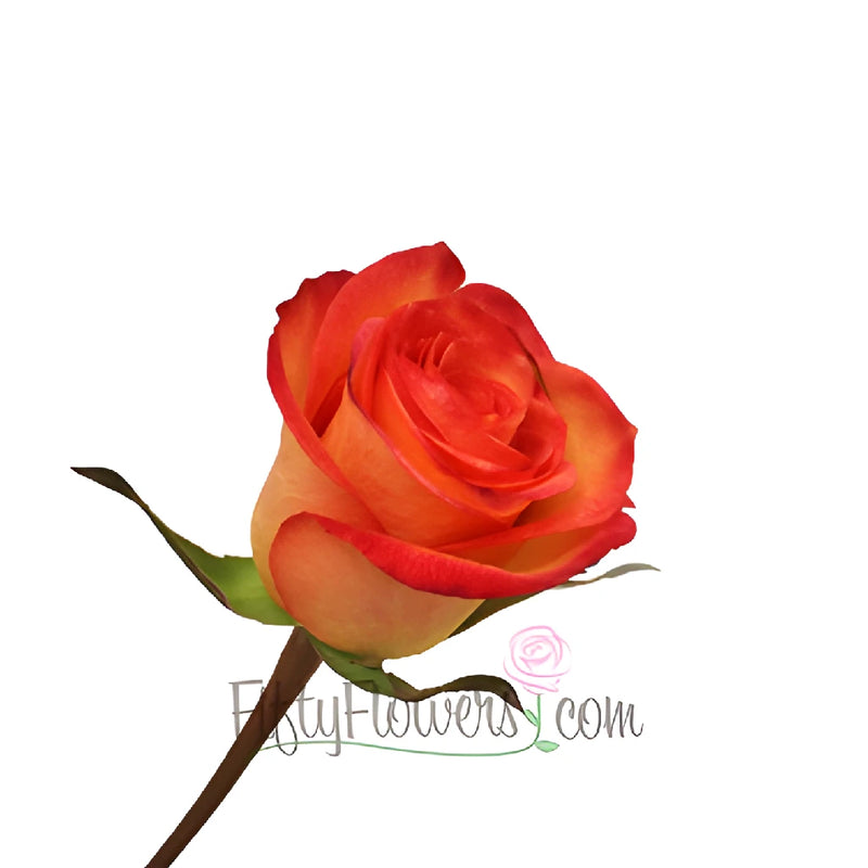 Orange Sunset Rose Side Stem View