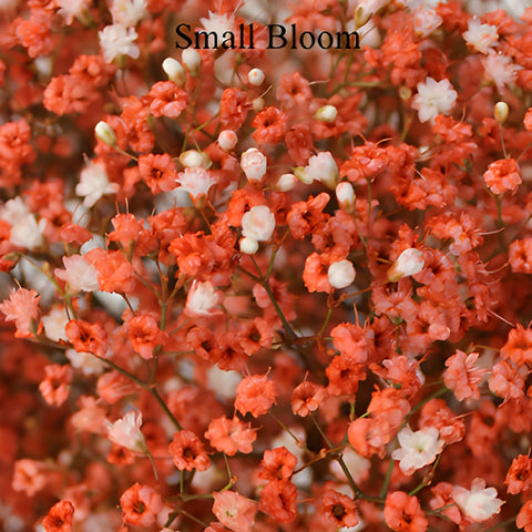 Coral Orange Airbrushed Baby's Breath Flower