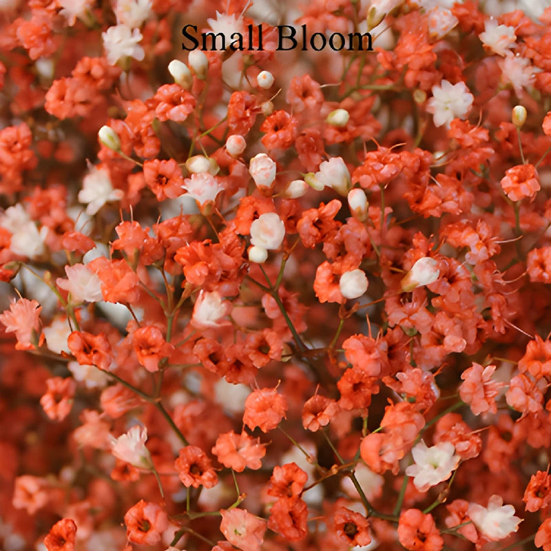 Coral Orange Airbrushed Baby's Breath Flower