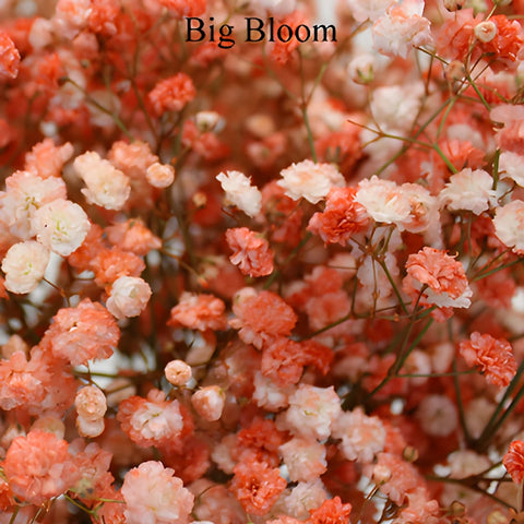 Coral Orange Airbrushed Baby's Breath Flower