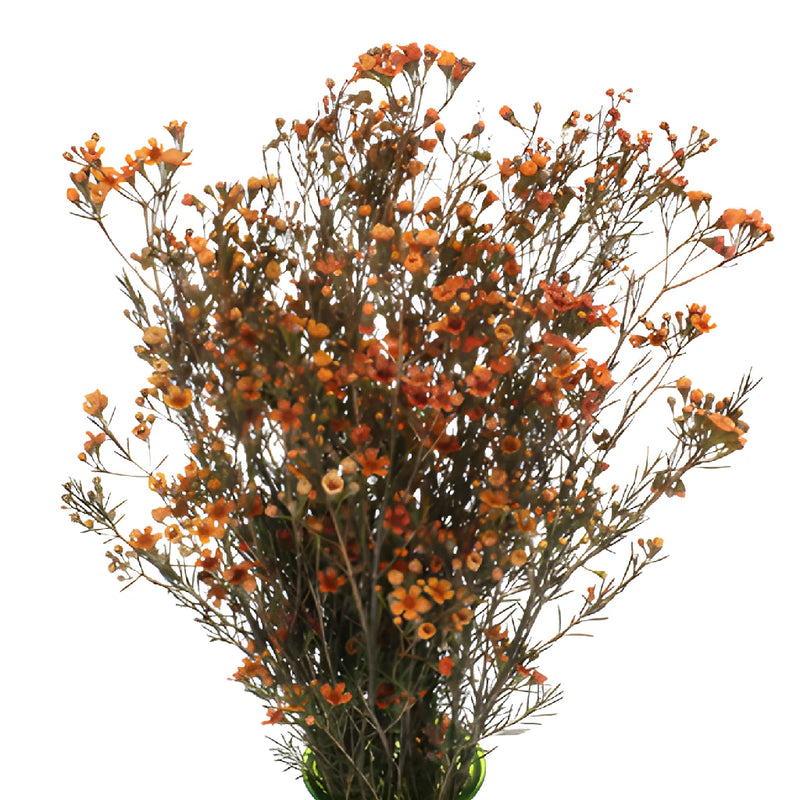 Dark Orange Enhanced Wax Flowers May to November Delivery