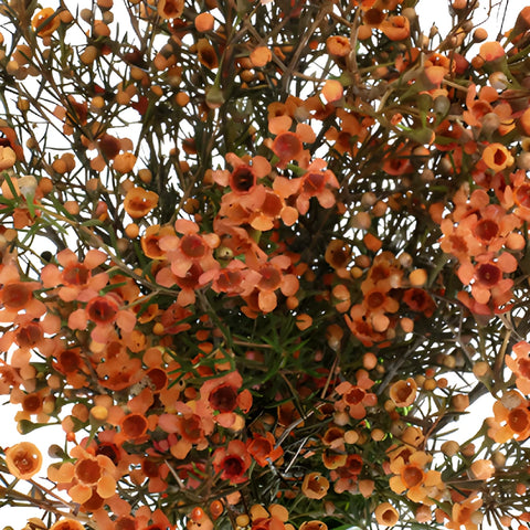 Dark Orange Enhanced Wax Flowers May to November Delivery