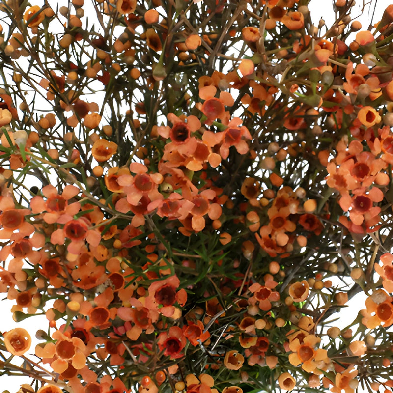 Dark Orange Enhanced Wax Flowers May to November Delivery