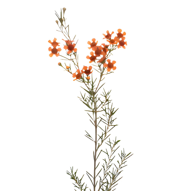 Dark Orange Enhanced Wax Flowers May to November Delivery