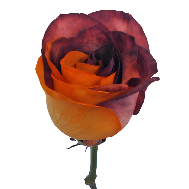 Autumn Orange and Brown Rainbow Roses