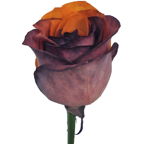 Autumn Orange and Brown Rainbow Roses