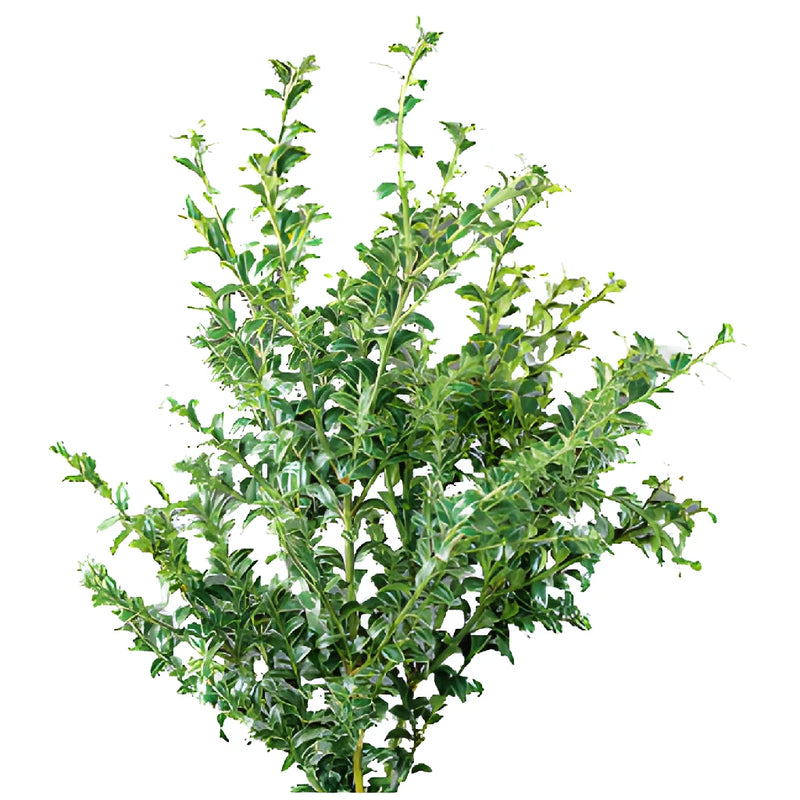 Wholesale greenery Oregonia filler flowers sold near me