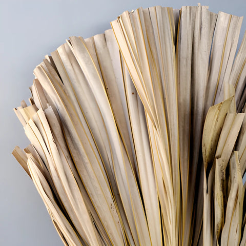 Natural Dried Desert Round Palm