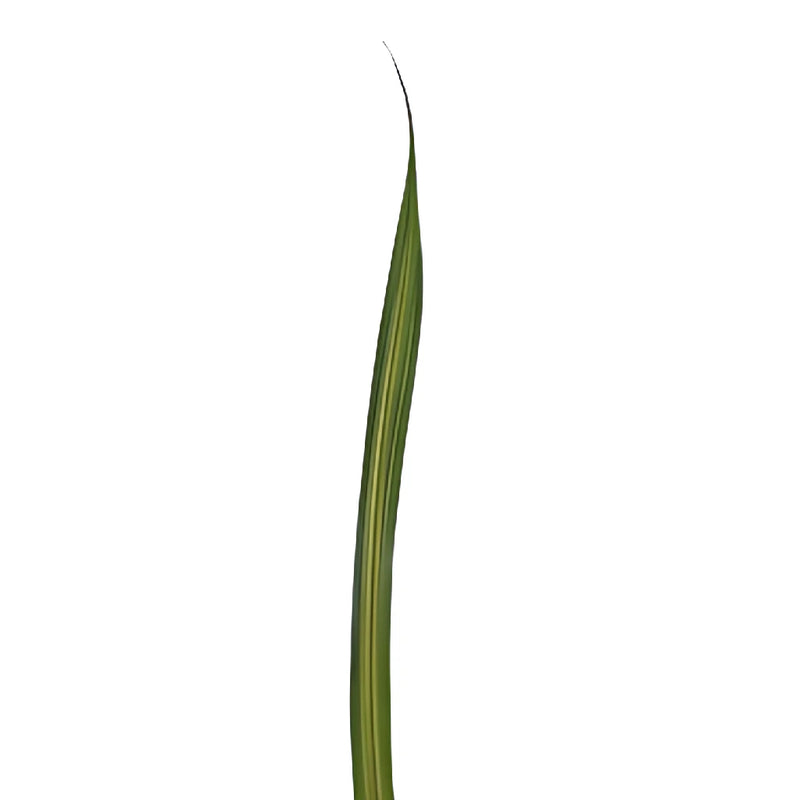 Variegated Pandanus Leaves