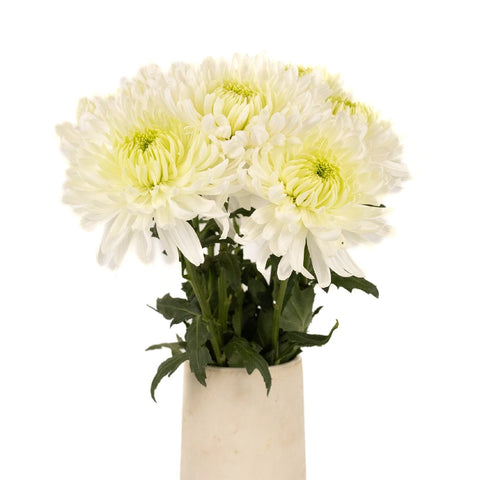 Paper White Chrysanthemum Cremon - Image